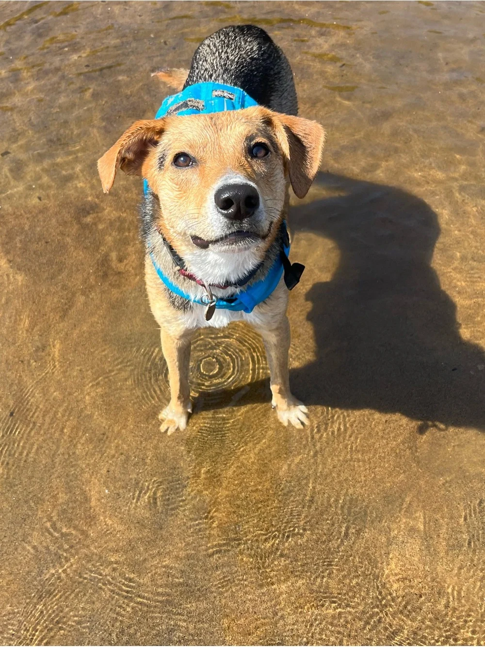 Nrs dog life